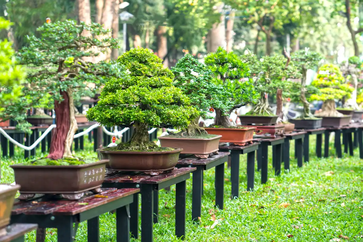 bonsai marbella spain