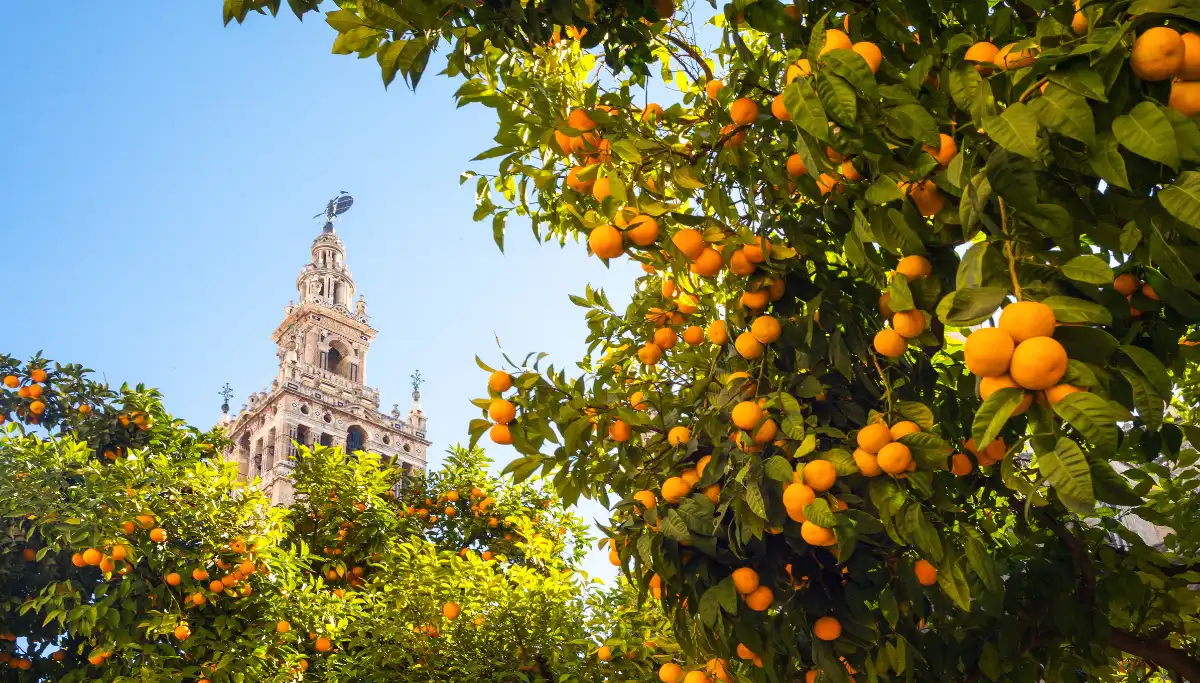 Seville Real Alcázar and gardens