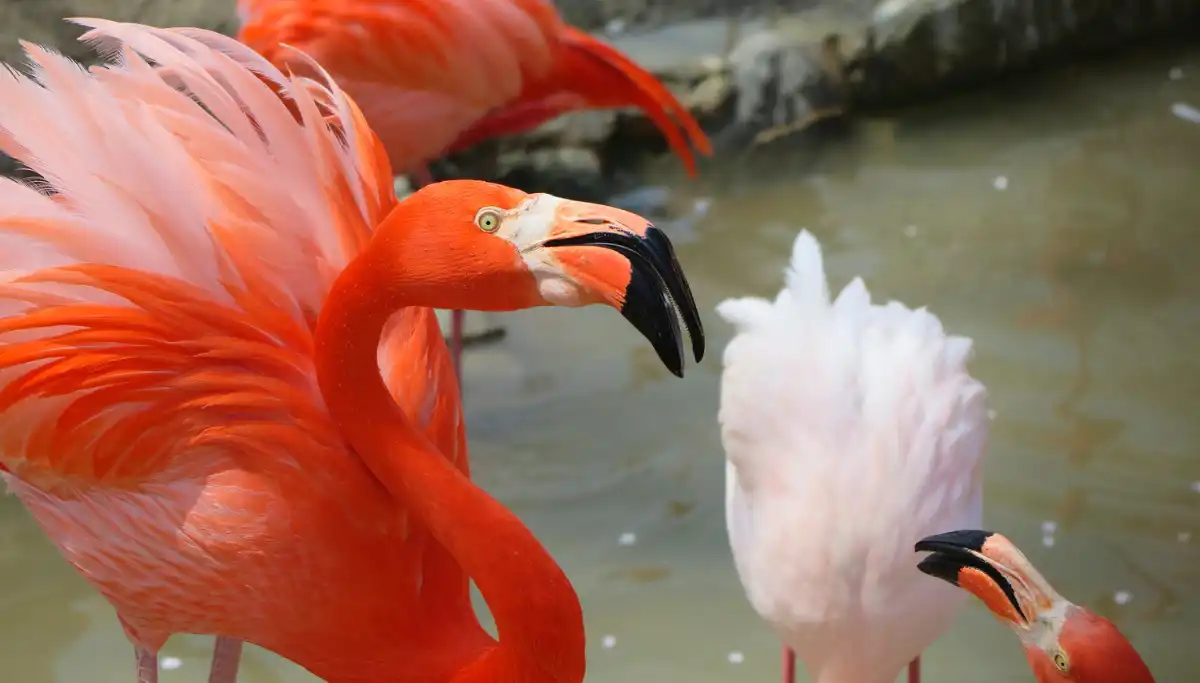 Flamingos wading in the wetlands of Donana National Park near Seville
