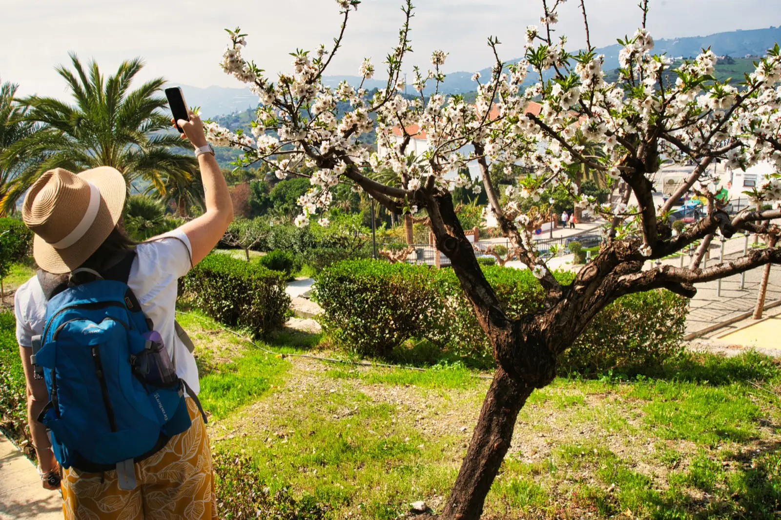 Cherry blossoms in Frigiliana during spring