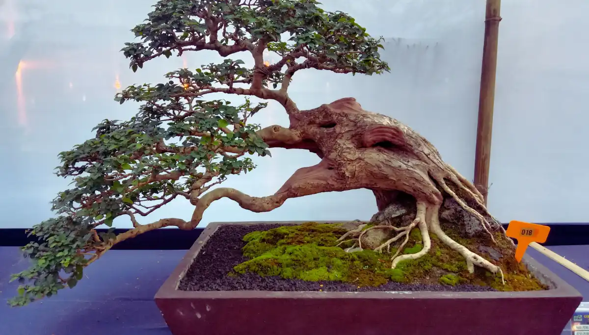 Bonsai trees on display at the Museo del Bonsai in Marbella
