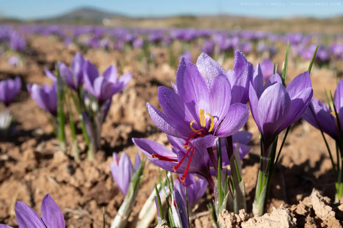 Spain floral festivals 16