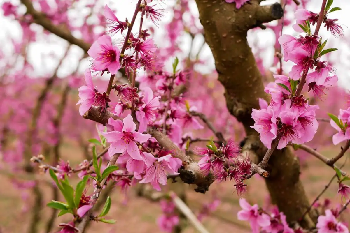 Spain floral festivals 3