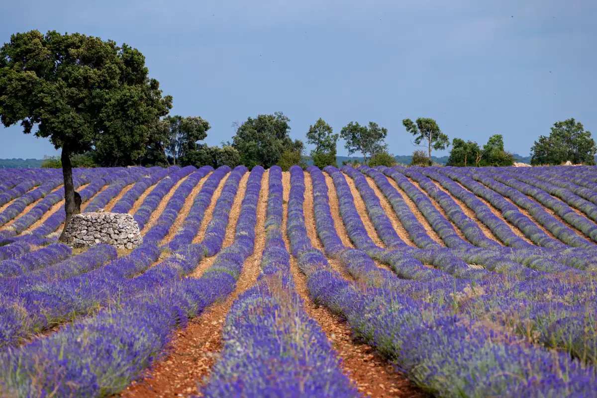 Spain floral festivals 9