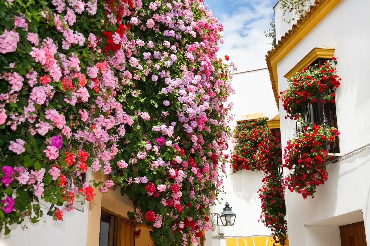 Traditional Patios in Cordoba