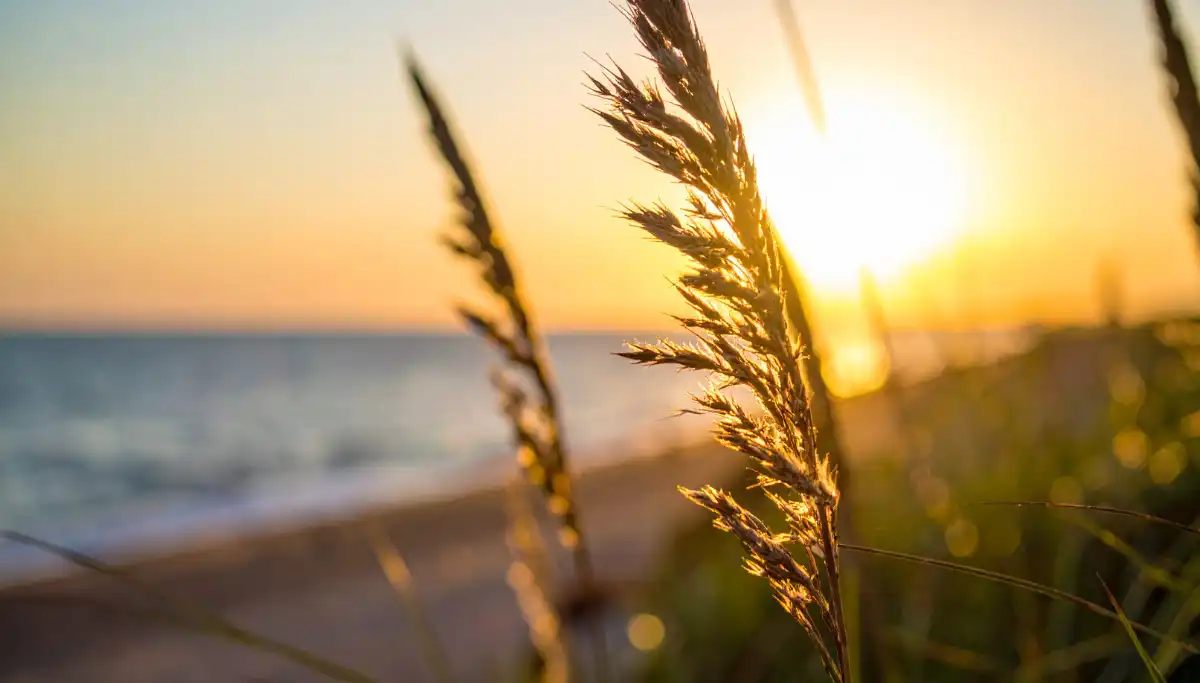 Cabopino Beach and Dunes at sunset