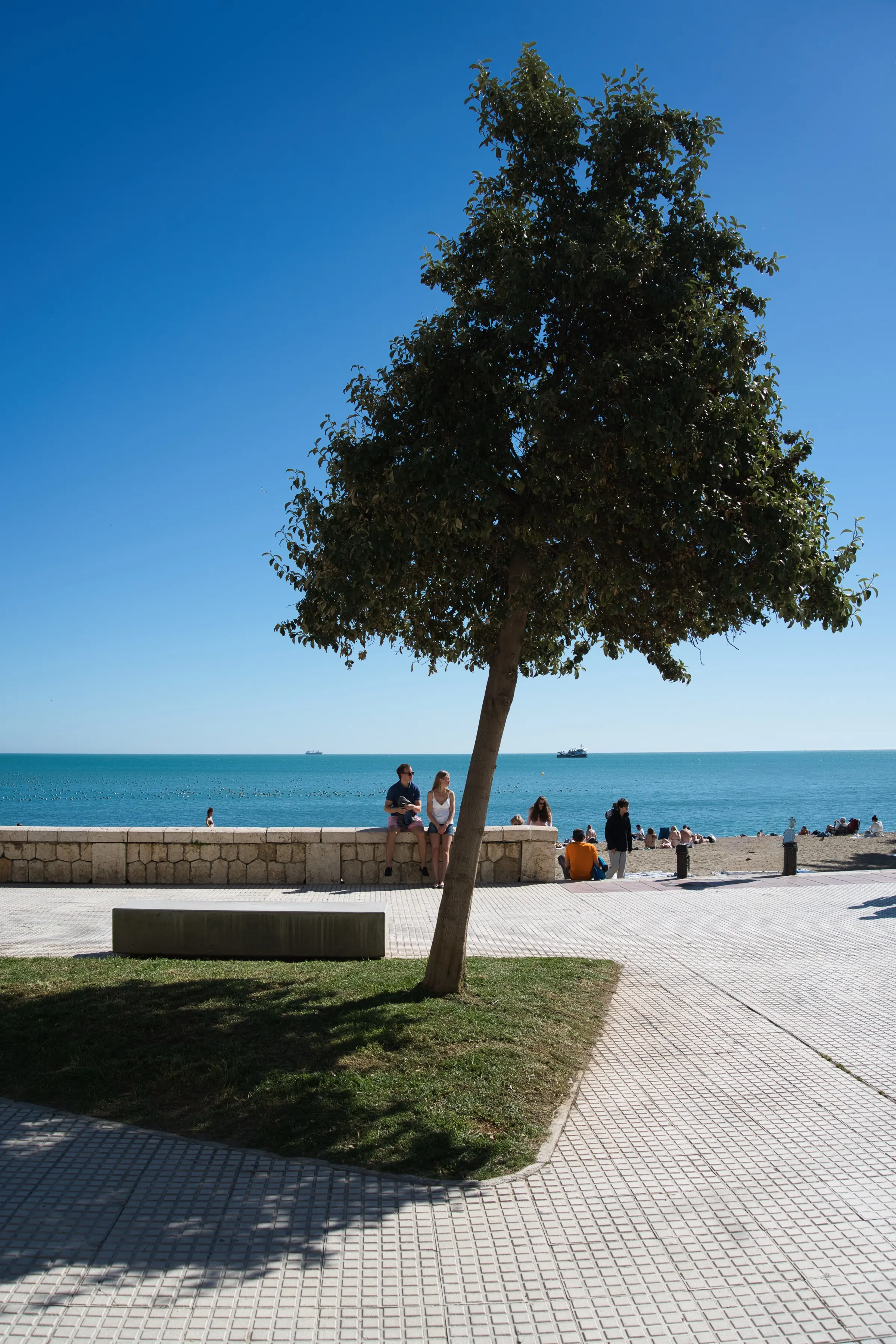 Malagueta beach with palm tree