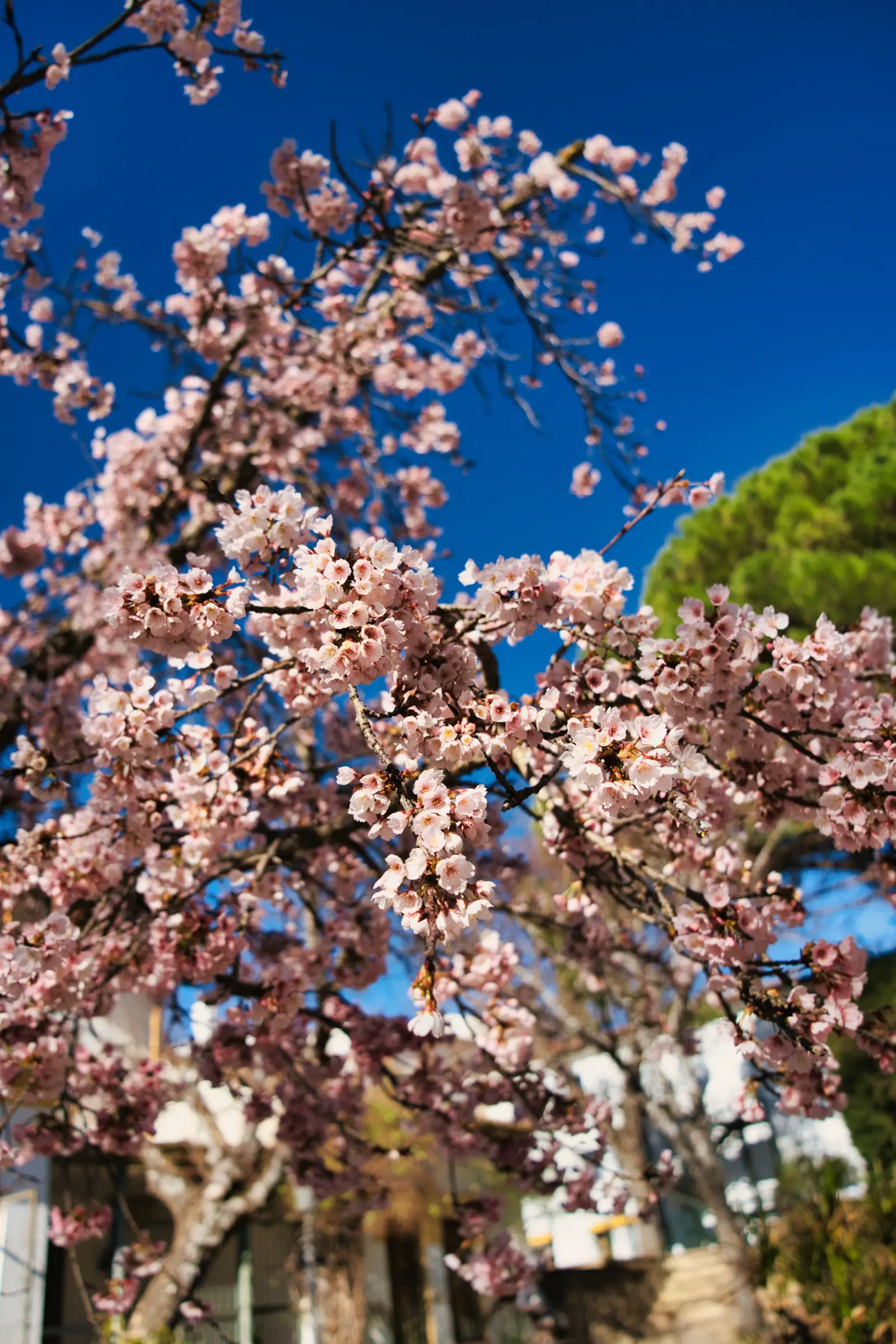 Cherry blossoms in Ronda's Alameda del Tajo.